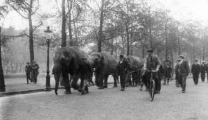 De intocht van Circus Hagenbeck in Amsterdam, 1918. Foto uit Het Leven